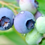 blueberries-ripe-on-the-bush-by-Will-Merydith A cluster of ripe and unripe blueberries still on the bush