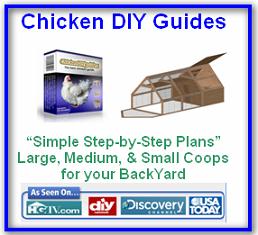 Chicken DIY Guides, 