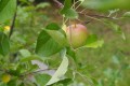 apple tree by Kirsten McCulloch apple tree by Kirsten McCulloch
