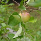apple tree by Kirsten McCulloch apple tree by Kirsten McCulloch