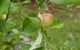 apple tree by Kirsten McCulloch apple tree by Kirsten McCulloch