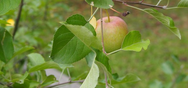 apple tree by Kirsten McCulloch apple tree by Kirsten McCulloch