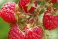 growing-organic-raspberries Small twig of six ripe raspberries