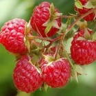 growing-organic-raspberries Small twig of six ripe raspberries
