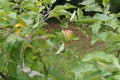 Apple Tree, photo by K McCulloch Fuji Apple tree with one apple ripening