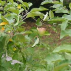 Fuji Apple tree with one apple ripening