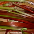 harvested rhubarb stalks