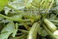 organic-vegetable-gardening-annette-mcfarlane Gardening Australia: Home Vegetable Garden the Complete Guide to Organic Vegetable Gardening, by Annette McFarlane.