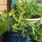 A Front Door Container Herb Garden, Photo by Kirsten McCulloch large painted ceramic pots containing mint, oregano, lovage, thyme and lettuce.