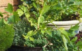 large painted ceramic pots containing mint, oregano, lovage, thyme and lettuce.