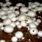 10 Grams(Agaricus Campestris), Approximately 500 inert carrier Seeds Coated with the Button Mushroom Spore by Seeds and Things Button mushrooms growing prolifically in a mushroom compost