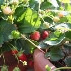 Delicious container strawberries. Image by Ewen Roberts Stawberries growing in two containers, photo by Ewen Roberts