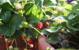 Stawberries growing in two containers, photo by Ewen Roberts