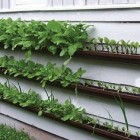 Gutter gardens, image by Sarah-G Gutter-gardens-image-by-Sarah-G