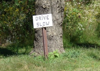 Hand made sign saying "drive slow" in front of a tree.