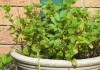 Potted mint Mint growing in a pot with some lovage struggling in the middle