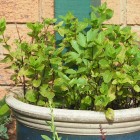 Potted mint Mint growing in a pot with some lovage struggling in the middle