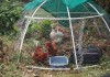 Mini Chook Dome, Image by Kirsten McCulloch Small chook dome housing three hens, two brown and one white