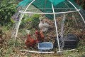 Mini Chook Dome, Image by Kirsten McCulloch Small chook dome housing three hens, two brown and one white