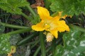 Zucchini plant, image by K McCulloch a zucchini plant photographed from above, with an open bright orange flower and a small zucchini ready for harvesting