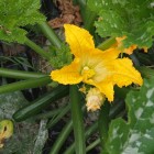 Zucchini plant, image by K McCulloch a zucchini plant photographed from above, with an open bright orange flower and a small zucchini ready for harvesting