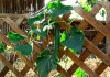 Vine Fresh Cucumber by Jessie Terwilliger Cucumber vine growing on a trellis, with a single cucumber hanging down in the middle, ready to pick