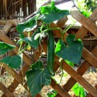 Vine Fresh Cucumber by Jessie Terwilliger Cucumber vine growing on a trellis, with a single cucumber hanging down in the middle, ready to pick