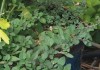 Oregano and Thyme grow together in a pot oregano and thyme growing in a larger blue ceramic container, hanging over the edges