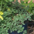 Oregano and Thyme grow together in a pot oregano and thyme growing in a larger blue ceramic container, hanging over the edges