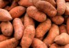 Sweet Potatoes, photo by Ed Yourdon A jumble of orange sweet potatoes