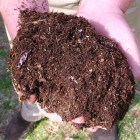 a double handfull of finished compost