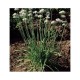 A clump of flowering garlic plants