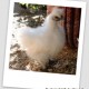 A young white Silky pullet free ranging in front of the skirt of a scare crow.