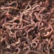 a mass of red worms all entangled