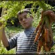 A boy holding out a bunch of freshly harvested carrots