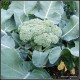 a broccoli head sitting in the middle of a large plant, ready to pick