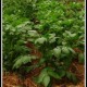 Lush potato plants growing in a no dig garden