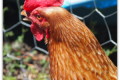 A head shot of an Isa Brown hen with a bright red comb, but looking a bit thirsty, with her mouth open