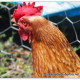 A head shot of an Isa Brown hen with a bright red comb, but looking a bit thirsty, with her mouth open