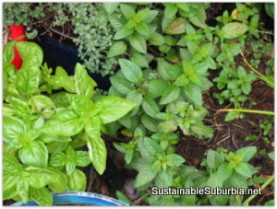 bright green herbs grow closely together in pots.
