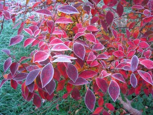 Blueberry bush with red leaves covered lightly in frost