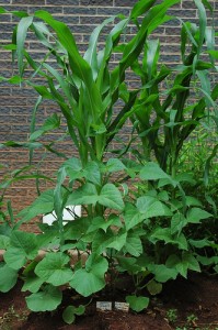 Beans growing up corn plants with squash trailing underneath