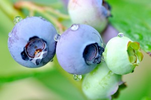 A cluster of ripe and unripe blueberries still on the bush