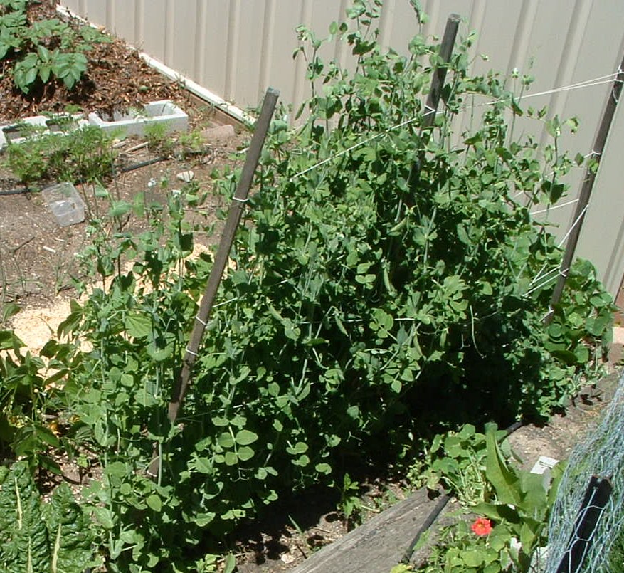 Peas grow on a trellis - seen from above