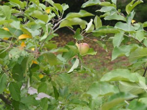 Fuji Apple tree with one apple ripening 