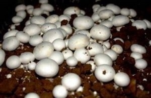 Button mushrooms growing prolifically in a mushroom compost
