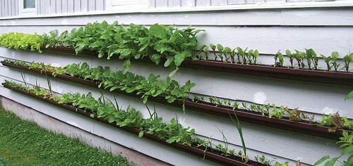 Gutter-gardens-image-by-Sarah-G