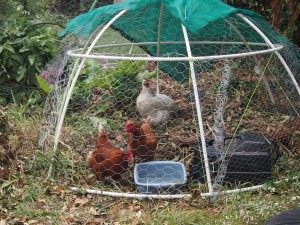 Small chook dome housing three hens, two brown and one white