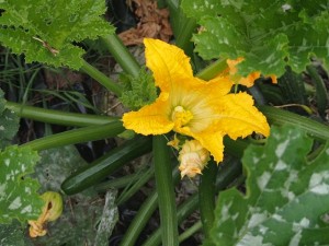 a zucchini plant photographed from above, with an open bright orange flower and a small zucchini ready for harvesting