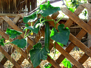 Cucumber vine growing on a trellis, with a single cucumber hanging down in the middle, ready to pick